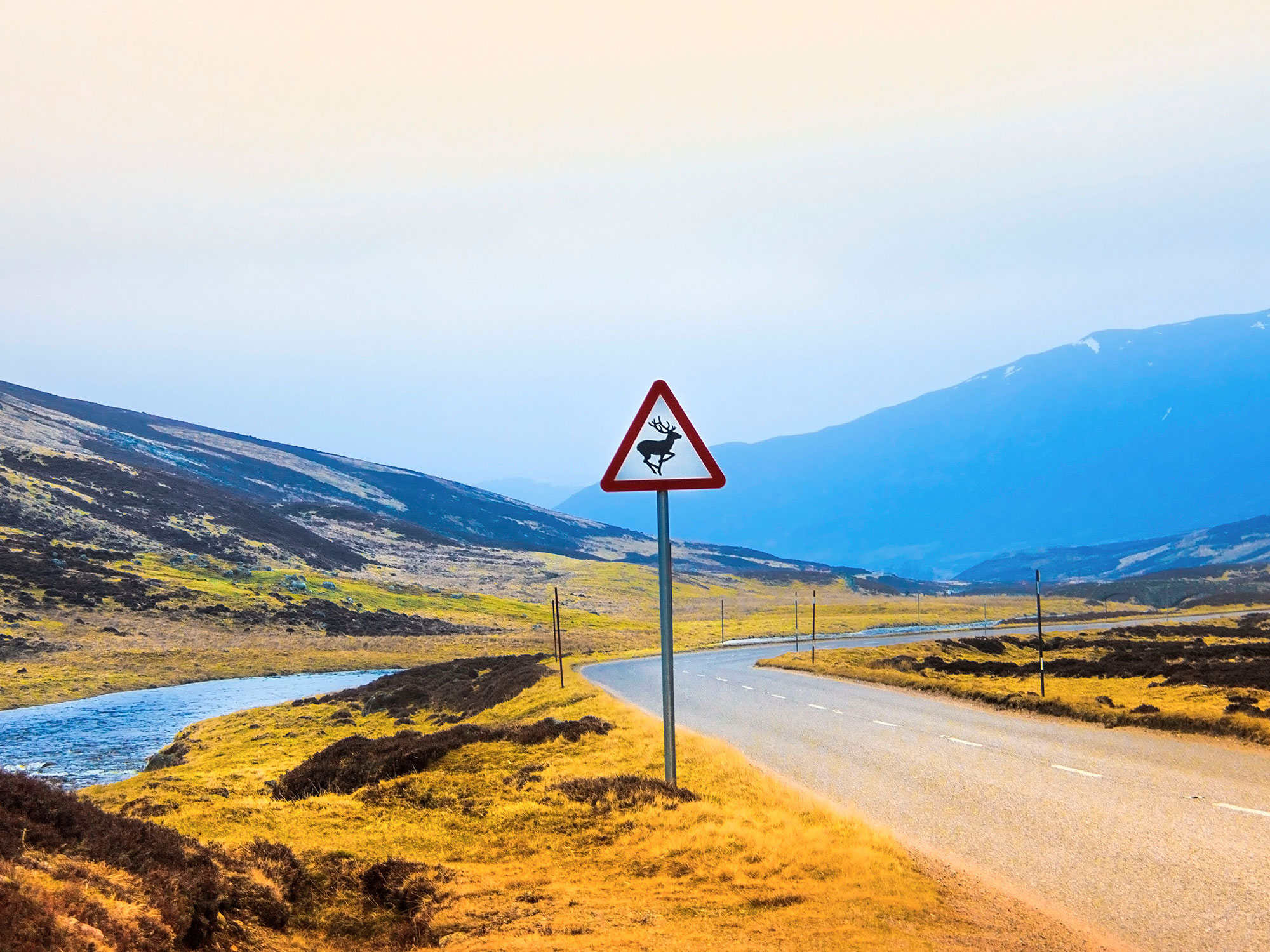 A Costly Deer Collision Prompts Safety Warning For Drivers