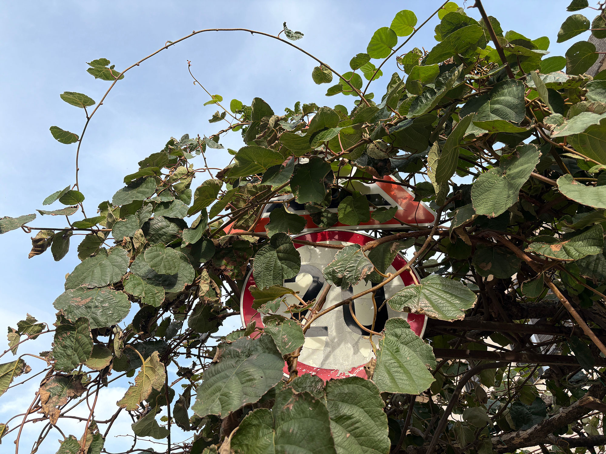 Overgrown Hedges Leave Drivers Missing Vital Road Signs